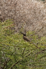 African grey hornbill in an Acacia