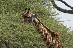 Maasai giraffe browsing on an acacia bush. Their long tongues are adapted to strip the leaves from the branches despite the thorns