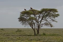 White-headed vultures on an umbrella thorn
