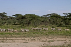 migrating zebras in acacia woodland at NDutu