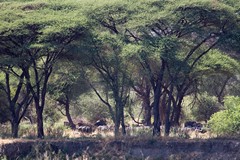 Gallery forest provides welcome shade for a herd of buffalos