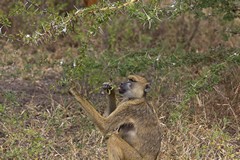 A yellow baboon eating seed pods