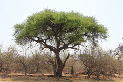 Camelthorn acacia in Northern Botswan