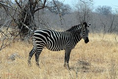 Plains Zebra in Ruaha National Park in Tanzania