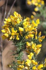  Yellow flower of the broom in early Spring