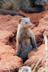  Banded mongoose appearing from a termite mound