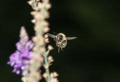 The high shutter speed freezes the bee's wings