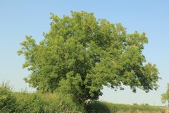 Ash tree in late Summer