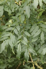 Close up of compund pinnate ash leaves. Individual leaves do not have a stem