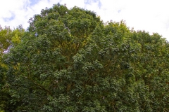 Around one third of British woodland trees are ash