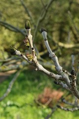 The purple flowers and black buds which are characteristic of the ash in Spring. Flowers appear before buds open