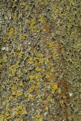 The bark is often covered in lichens. Some of the rarer species rely on ash since the demise of the elm