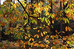 Sweet chestnut leaves