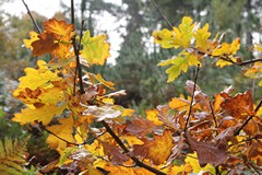 Oak leaves in late Autumn