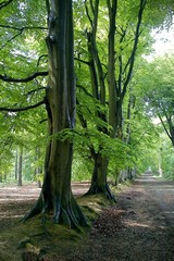 The smooth bark of the beech