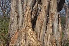 The wood of the baobab is very soft and fibrous. When the tree dies it disintegrates into a pulpy mass within a few weeks