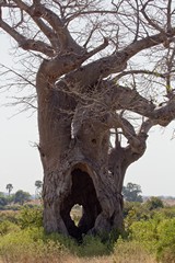 The hollowed out centre of the tree has long been used s a hideout by poachers