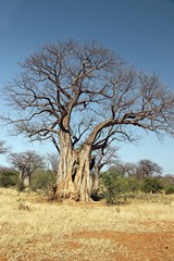 This Baobab has already dropped its leaves in preparation for the long dry season ahead