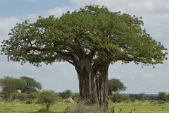 A baobab in full leaf in Tarangire in the wet season (February). Tarangire is the best place in Northern Tanzania to see these magnificent trees
