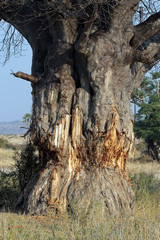 Elephants have gouged this baobab trunk but the tree is still alive