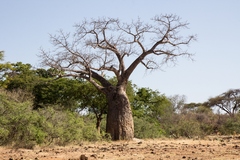 Baobab in Meru
