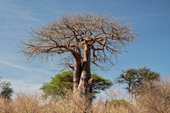 A baobab in flower in October, in anticipation of the coming rains due any time in Meru