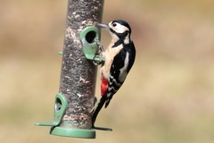 Greater-spotted woodpecker
