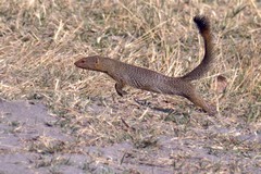 2823 The slender mongoose moves very quickly out in the open so I was pleased to get this shot