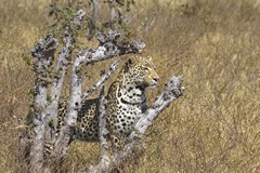 A leopard lookng for lunch
