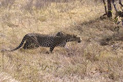 A leopard slinks through the dried grass