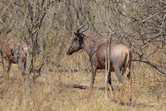 2822 The Tsessebe prefers seasonally flooded grasslands and sumplands and follows the receeding water levels for grass