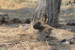 Wild dogs at rest