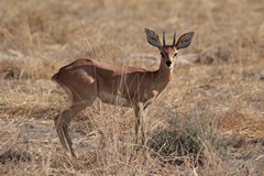 Only the male steenbok has horns