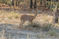 Female steenbok, They need very little water so can survive in very arid conditions