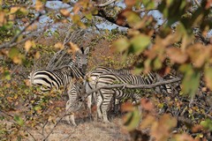 Some of the zebras have obvious shadow stripes, which are generally not seen in East Africa