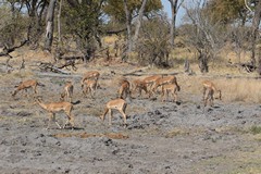 These impalas are probably trying to get minerals from the soil