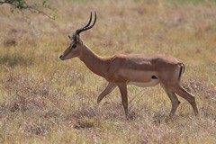 A splendid impala buck