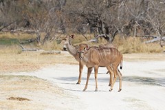 Kudu cows don't carry horns