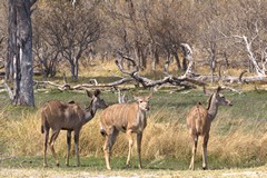 Kudus are widespread throughout Botswana and live in woodland and dry savannah areas