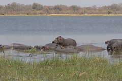 Hippos are aptly named 'river horses'. They can run fast along the river bed when attacking