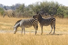 Zebras often rest their heads on each other's bodies