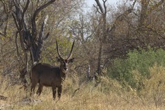Impressive horns on this common waterbuck