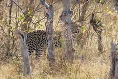 Leopard keeping under cover