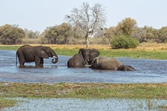 Young bull elephants having fun and throwing their weight about