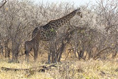 The Southern giraffe has two subspecies - the Angolan and the Cape. This is likely to be a Cape giraffe