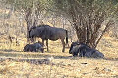 Blue wildebeeste