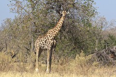 Another beautiful Southern giraffe
