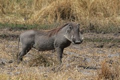 Female warthog. Note only one set of protruberances under the eye and well developed white face hairs