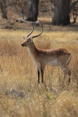 Red lechwe have a distinctive black stripe on their front legs