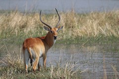 The red lechwe lives along the unstable margins of floodplains and swamps and is never far from water